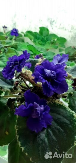 Выставка фиалок