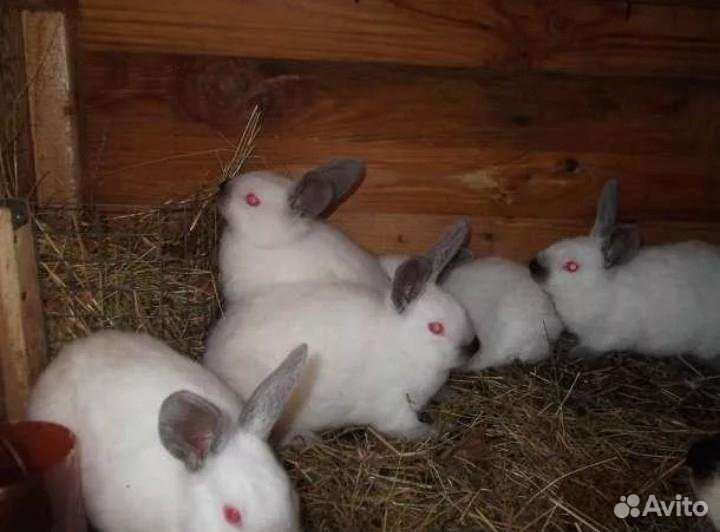 Калифорнийские кролики