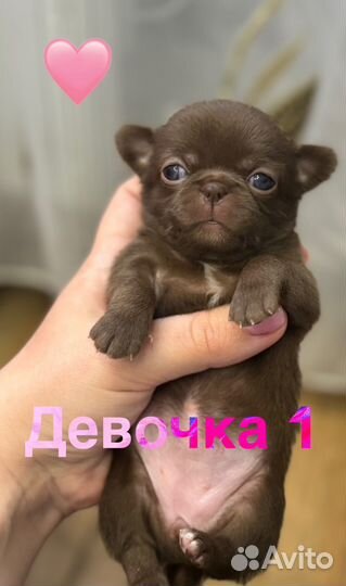 Шикарные дети чихуахуа
