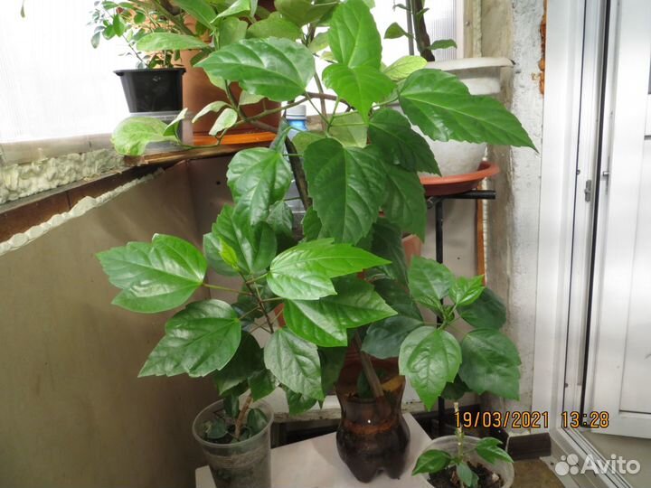 Гибискус (китайская роза)