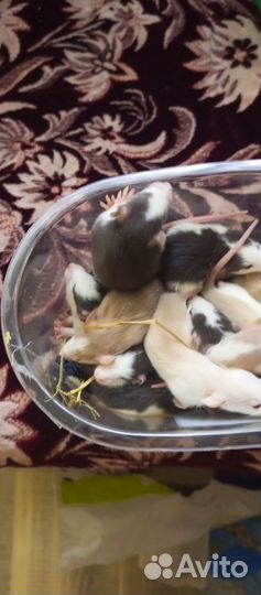 Редкие крысята