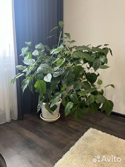 Комнатные цветы