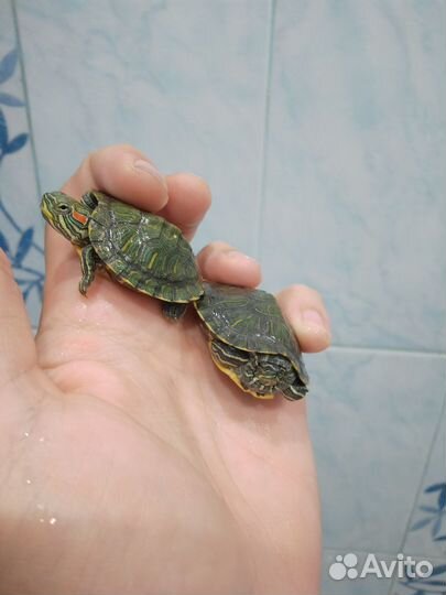 Черепашки водные