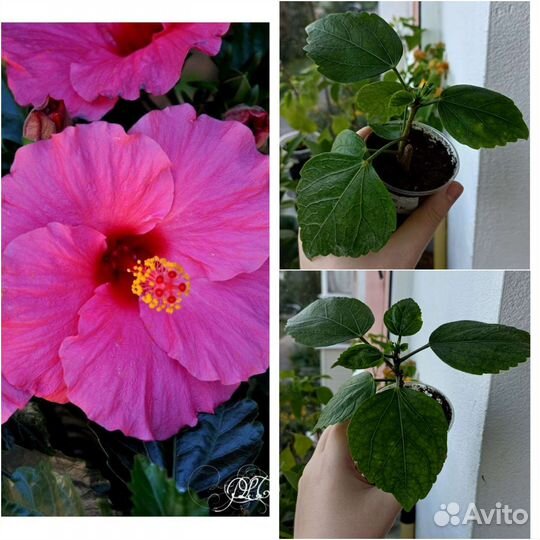 Гибискусы сортовые