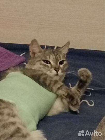 Кошка в добрые ручки