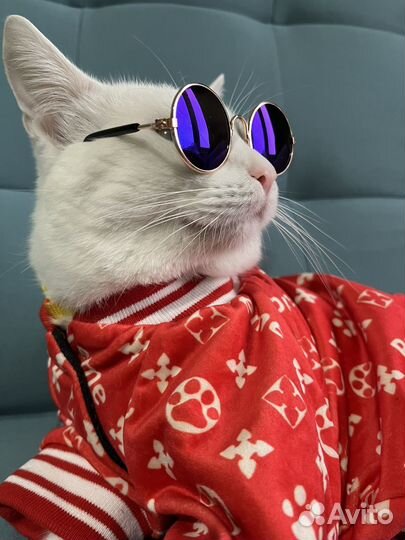 Очки для кошек и собак