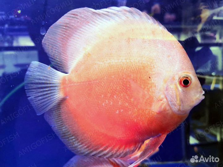 Дискус Красно-Белый леопард (Discus Red White Leo