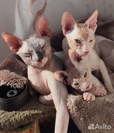 Котята Донской сфинкс