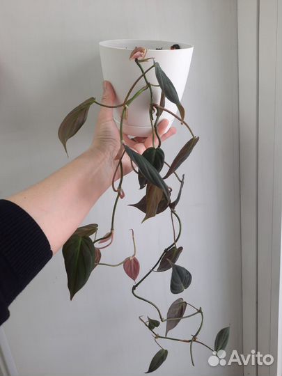 Филодендрон меланохризум