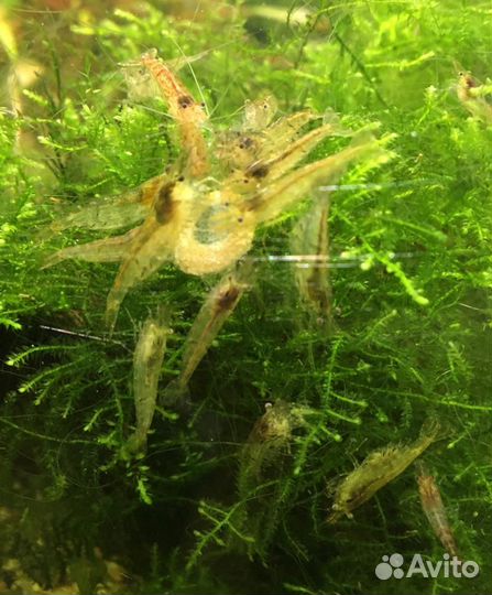 Креветки. Корм для рыб