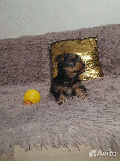 Йоркширский терьер