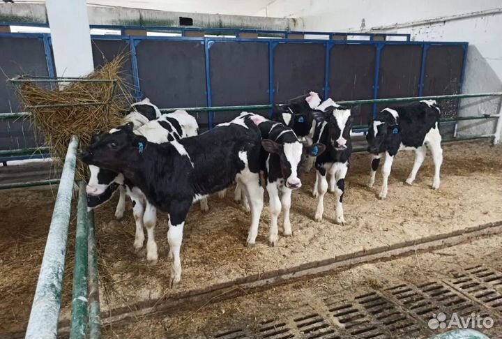 Бычки телята крс