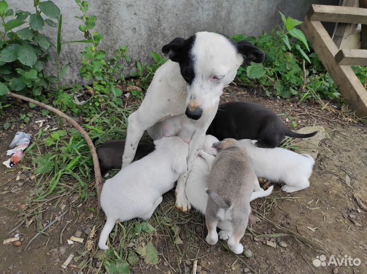 Отдадим щенков в добрые руки