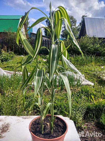 Пахистахис, Эухарис, Рео,Бамбук