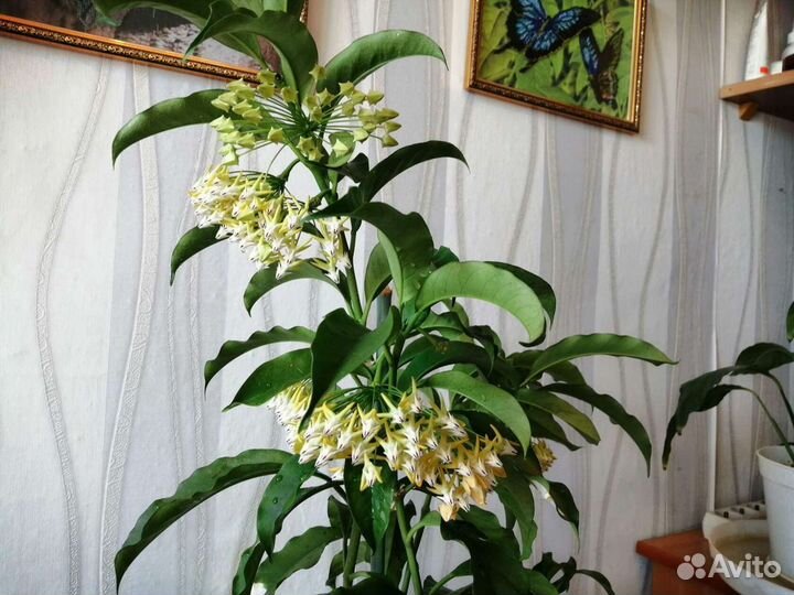 Хойя мультифлора