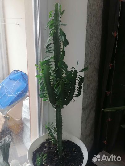 Кактус молочай