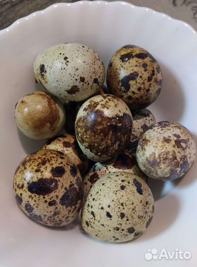 Перепелиные яйца,яйца перепелов