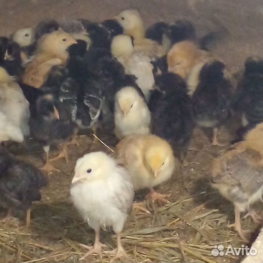 Цыплята