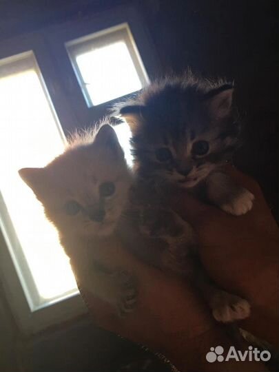 Котята россияне