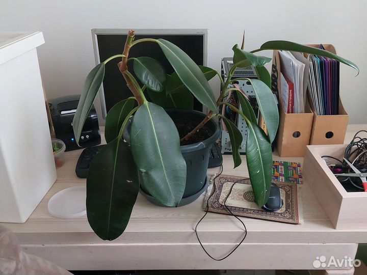 Фикус каучуконосный большой