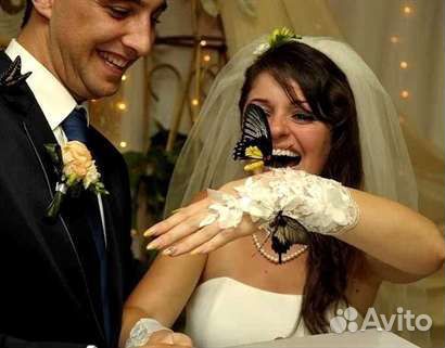 Свадебный салют из живых тропических бабочек