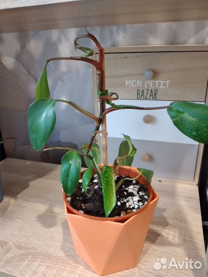 Комнатные растения: бегония,филодендрон,традесканц