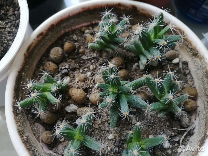 Триходиадема, редкое суккулентное растение