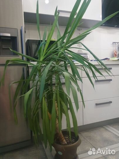 Пальма юкка