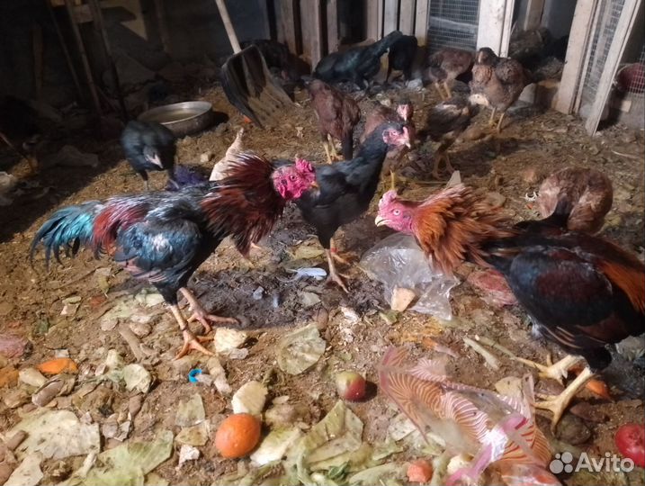 Бойцовые петухи о шамо