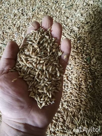 Озимый ячмень в мешках