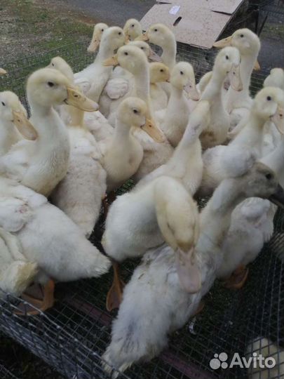 Утята, Бройлер, Мулард