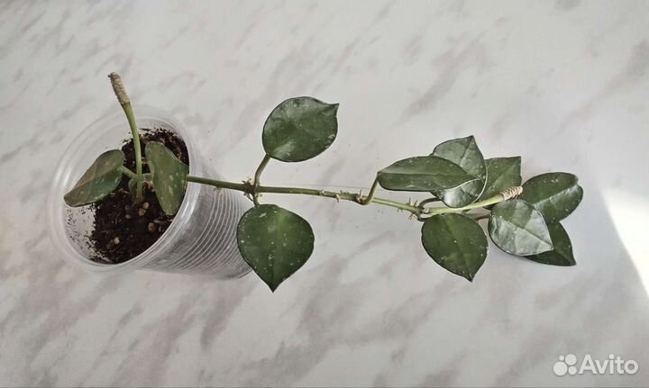 Хойя лакуноза и лакуноза эскимо сильвер