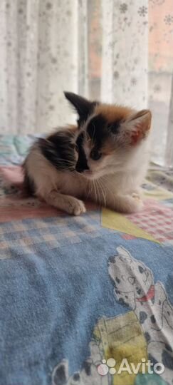 Котята в добрые руки, 1.5 месяца