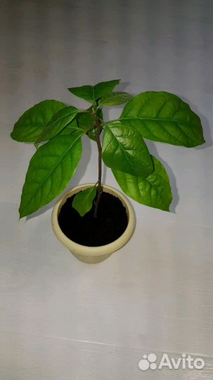 Авокадо растение