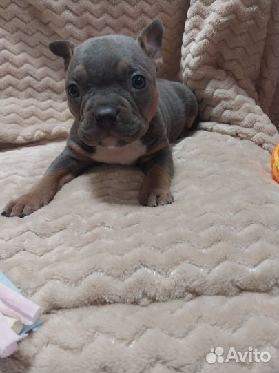 Американский булли (American bully)