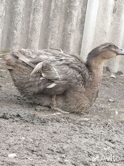 Руанская утка