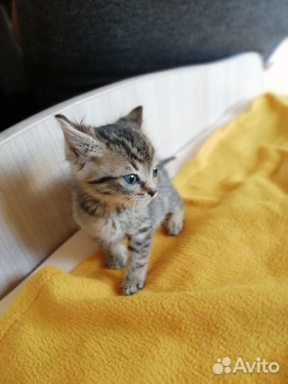 Котята в добрые руки бесплатно