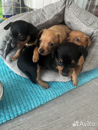 Пражский крысарик