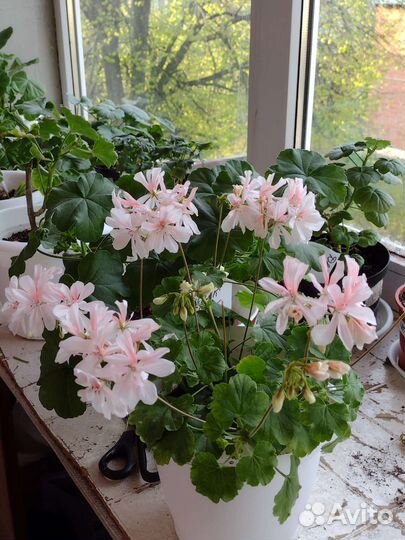 Пеларгония герань