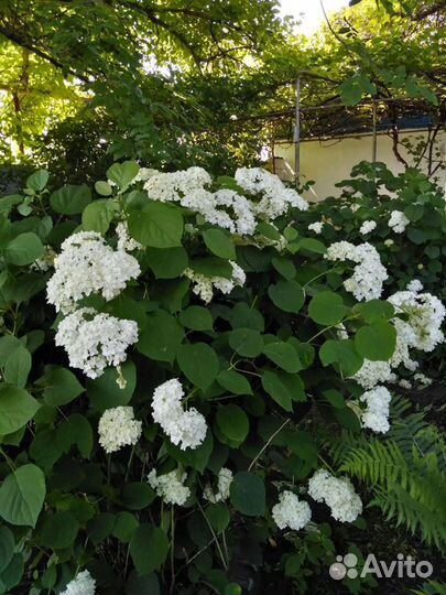 Гортензия