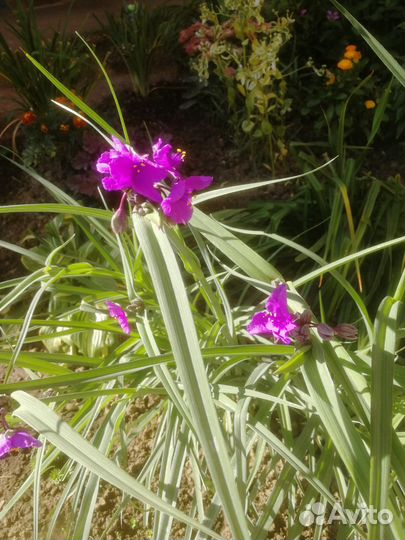 Традесканция садовая