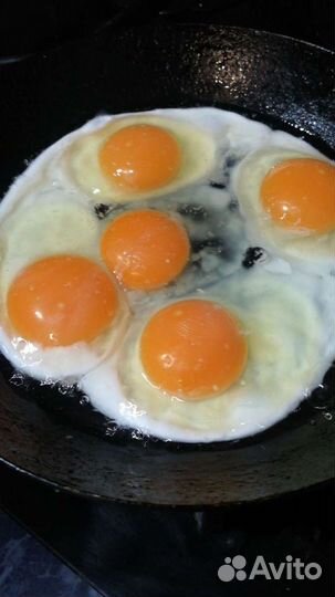 Куры Белый Ломан