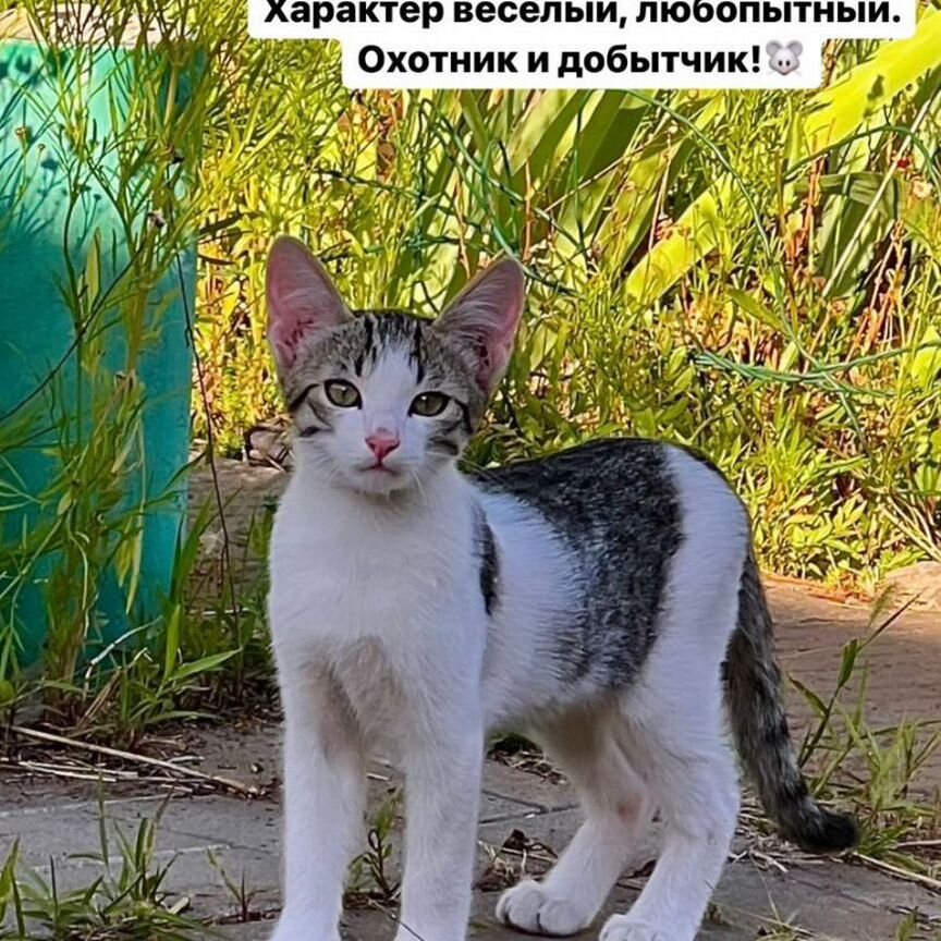 Котосемья