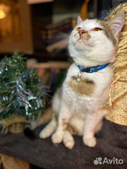 Котик ищет дом
