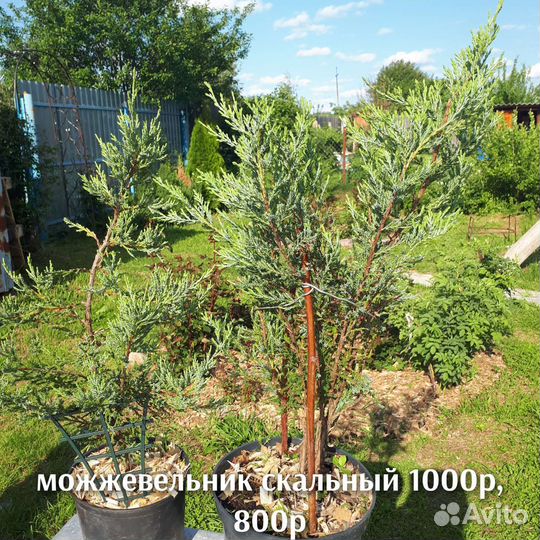 Можжевельник кипариссовик ива самшит