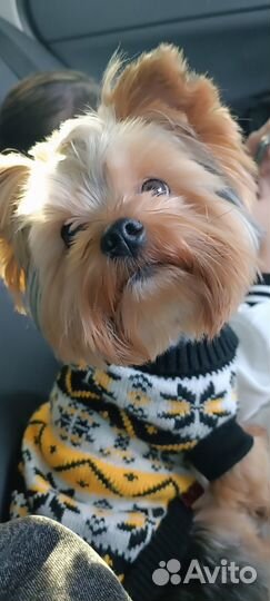 Вязка. Йоркширский терьер мальчик