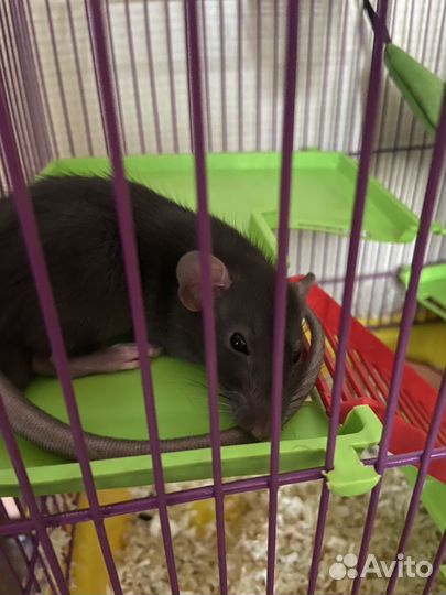 Крыса дамбо