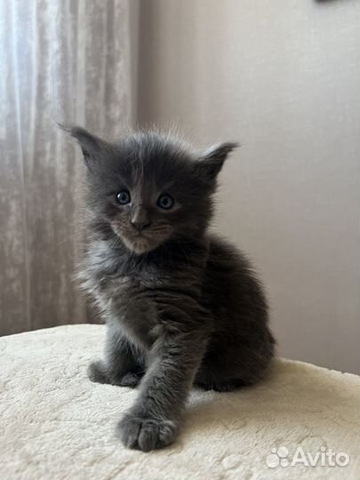 Котята мейн-кун