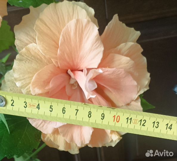 Гибискус махровый