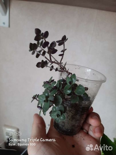 Коллизия ползучая. Ампельная